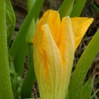 Squash blossum