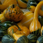 Gourds