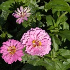 Zinnias