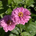 Zinnias