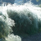 Asparagus with dew