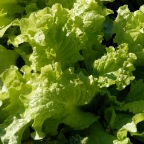 Leaf lettuce