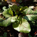 Rhubarb chard