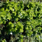 Romaine lettuce