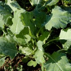 Kohlrabi