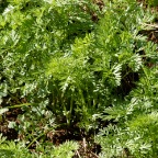carrots