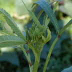 Young okra