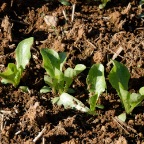 Young lettuce