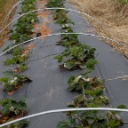 Hoops over strawberry bed