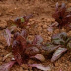 Freckles romaine