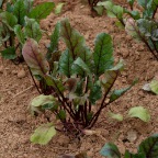 Beets, 4-8-09