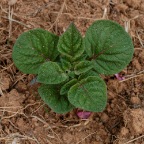 Spring potatoes