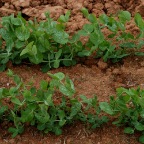 Peas, 4-8-09