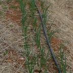 Scallions, Apr 7, 09