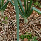 Scallions