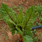 Rhubarb chard