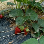 Strawberries