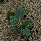 Young cabbage