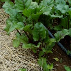 Beets