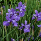 Siberian Iris