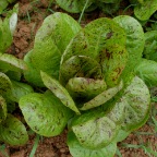 Freckles romaine