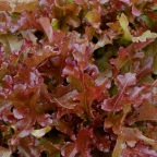 Red oak leaf lettuce