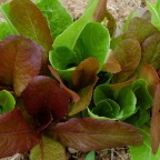 Caesar blend lettuce