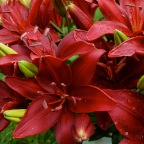 Red Lilies