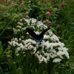 Butterfly on Statice