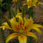 Yellow Liles