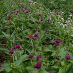 Gomprena Row