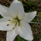 White Lilies