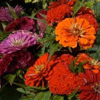 Zinnia & celosia bouquet.JPG