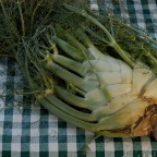 Fennel