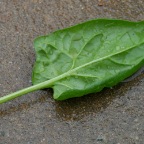 Spinach