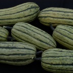 Delicata