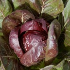 Radicchio