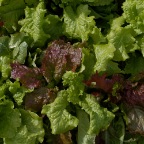 Kaleidoscope Mix Lettuce