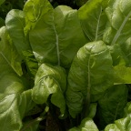 Italian Chard