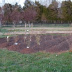 Blueberry patch3.JPG