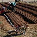 Early spring seeding