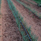 West Bend specialty onions