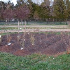 Blueberry patch2.JPG