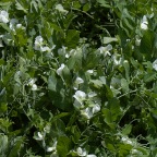 Pea blossoms