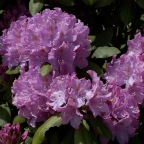 Rhododendron