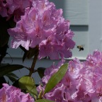 Rhododendron with bumblebee