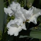 White Iris