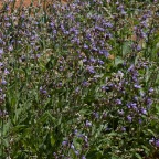 Sage flowers