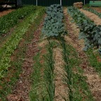 Long 1 Spring 2010