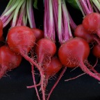 Chioggia beets